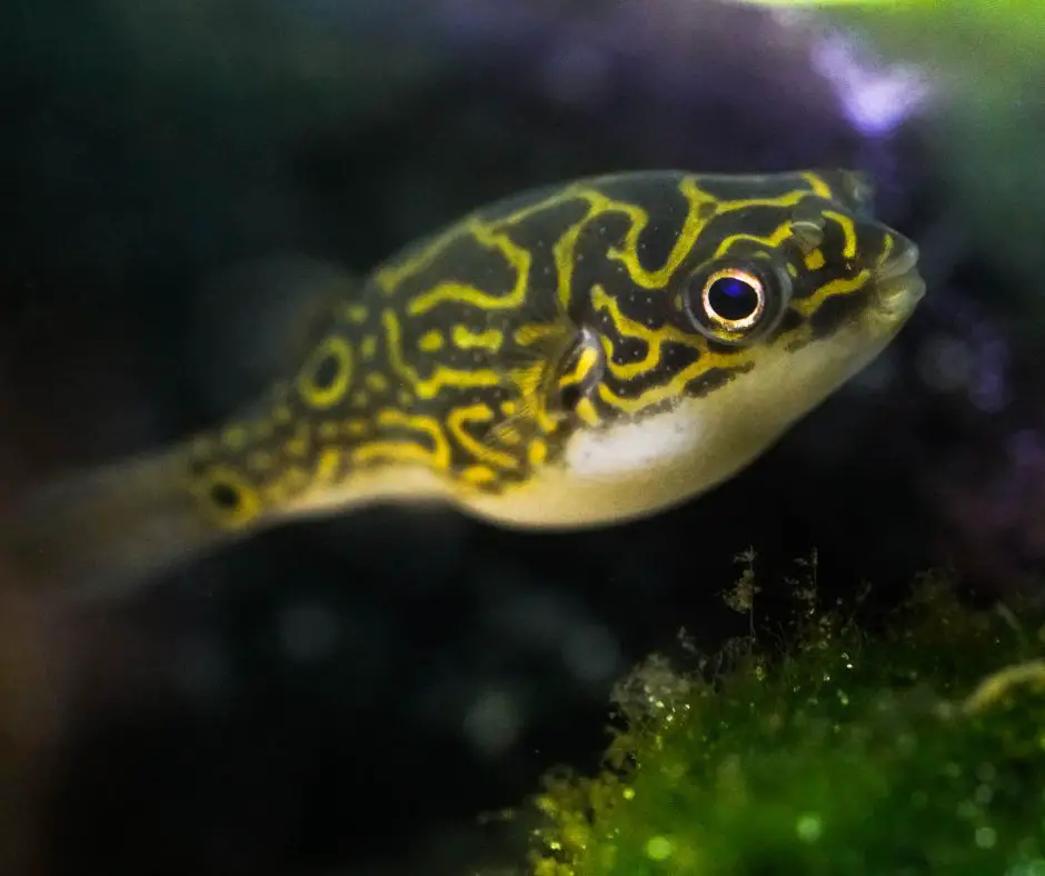 A freshwater puffer fish is swimming