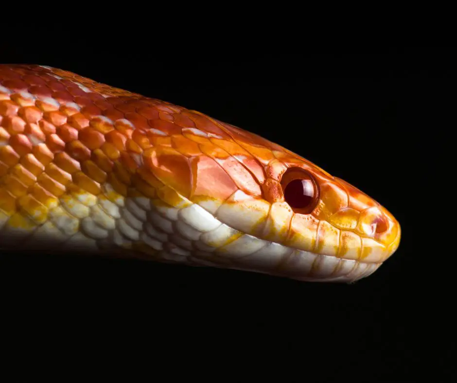 A head of the corn snake