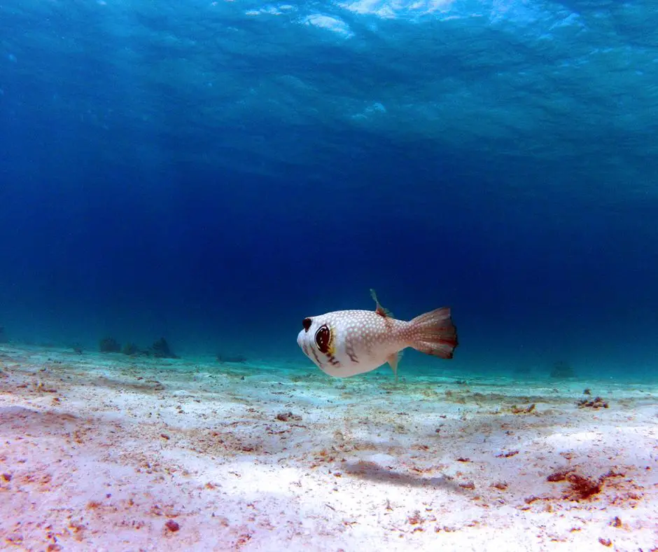 A migrating puffer fish