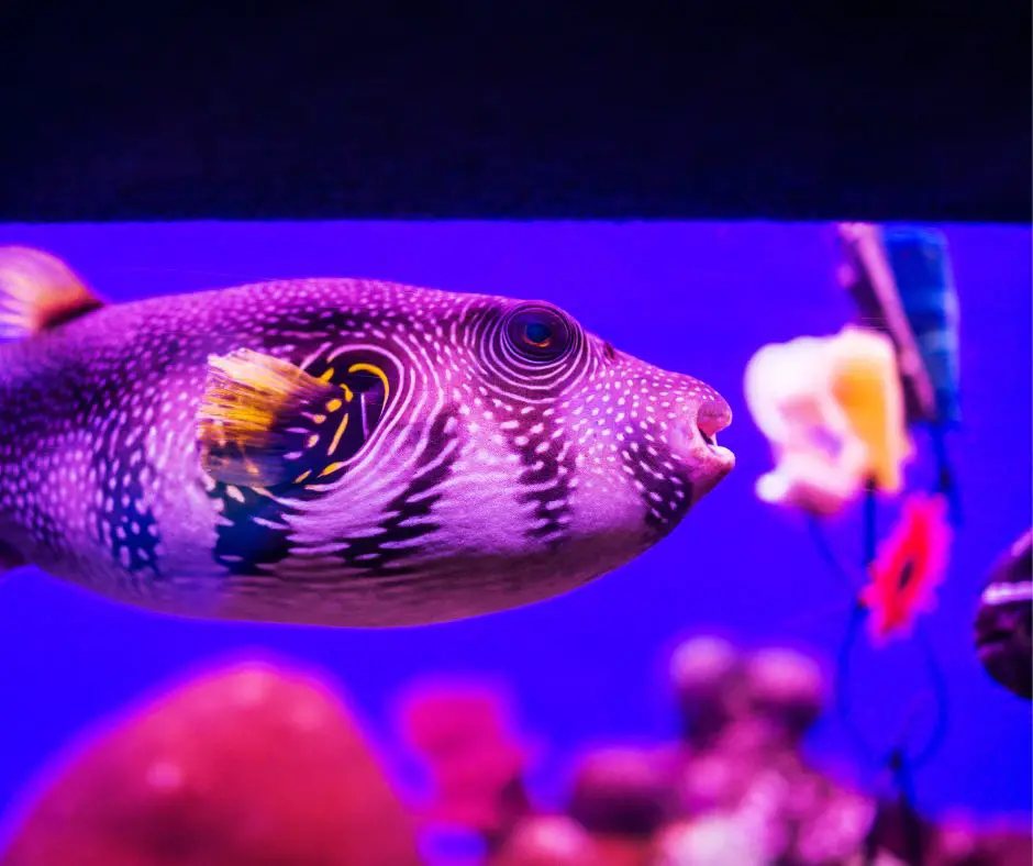 A puffer fish is living in a tank with too much light.