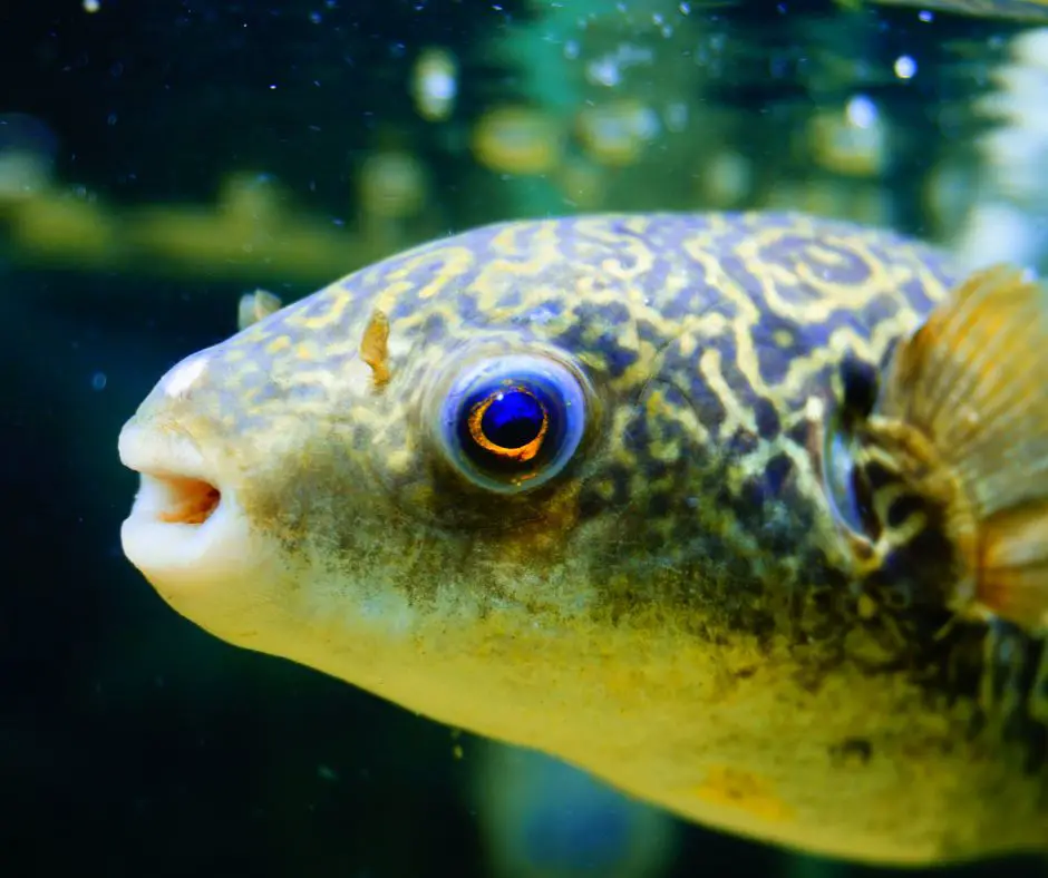 A puffer fish is living in an oxygen-deficient tank.