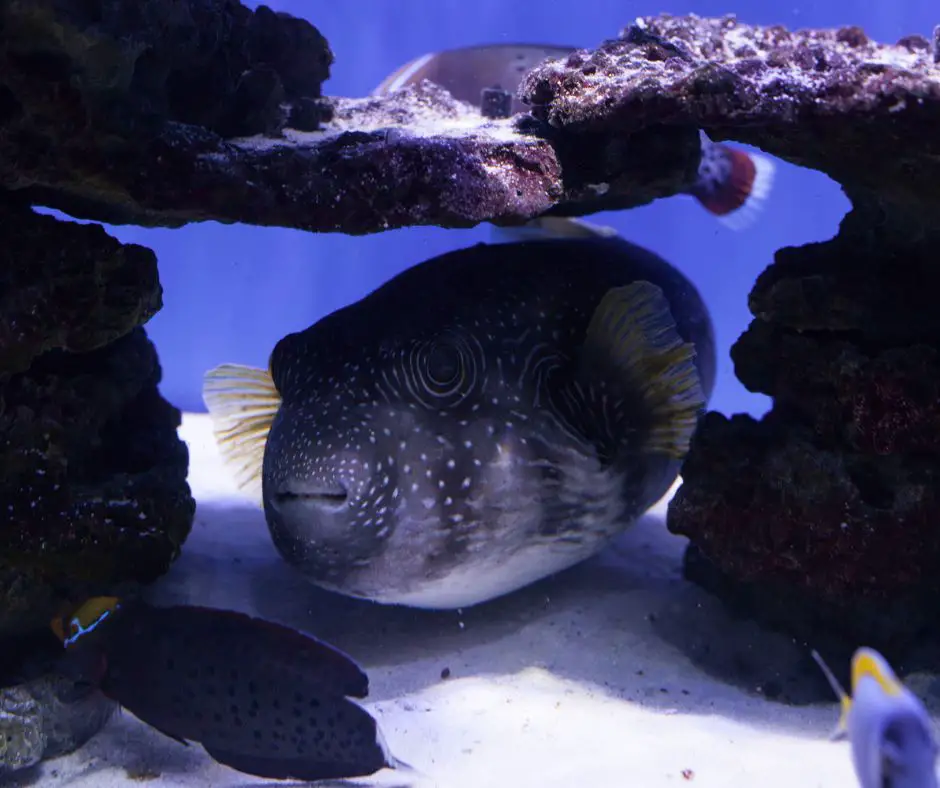 A puffer fish is lying in the reef of the tank.