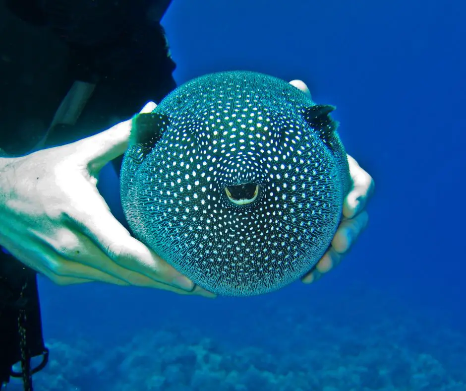 A puffer fish is puffing up because it feels threatened by the diver.