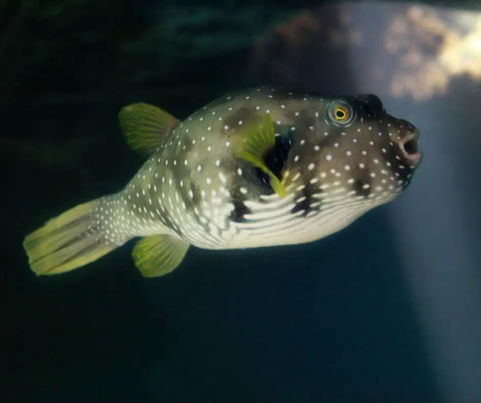 A puffer fish is swimming in a little sunlight.