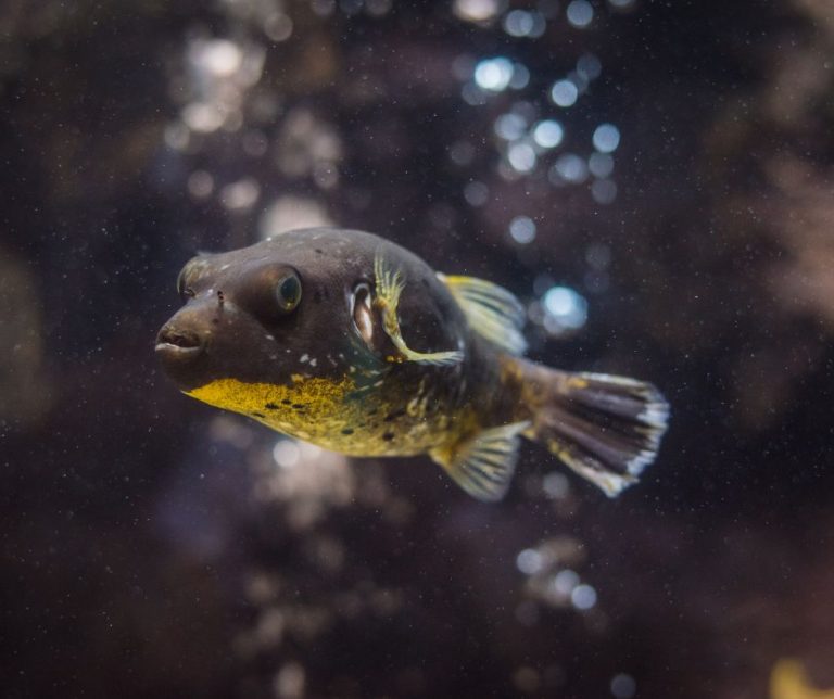 Do Puffer Fish Need Air Pump?