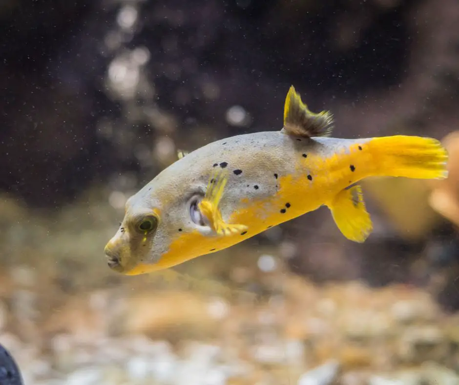 A puffer fish is swimming in the clean tank.