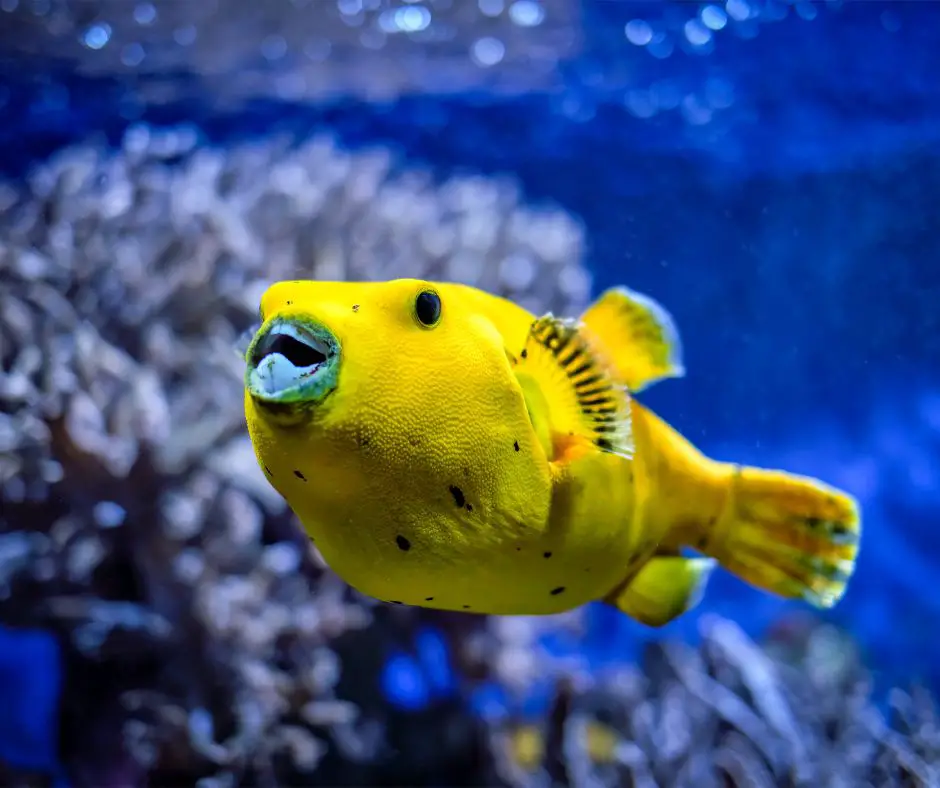 A puffer fish is swimming in the tank.