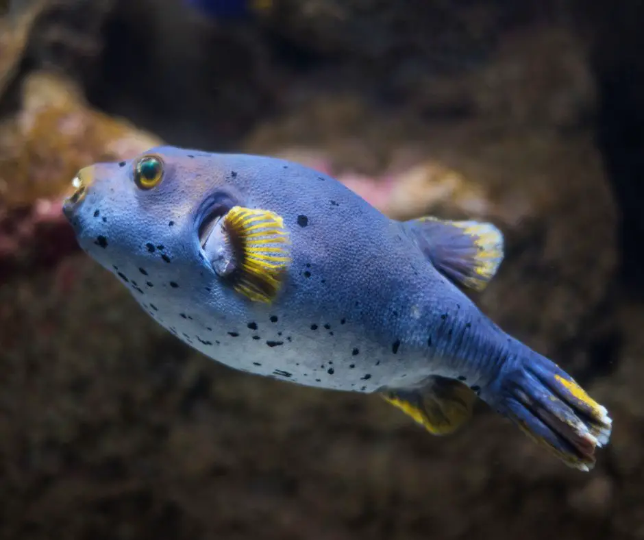 A puffer fish is swimming in the tank.