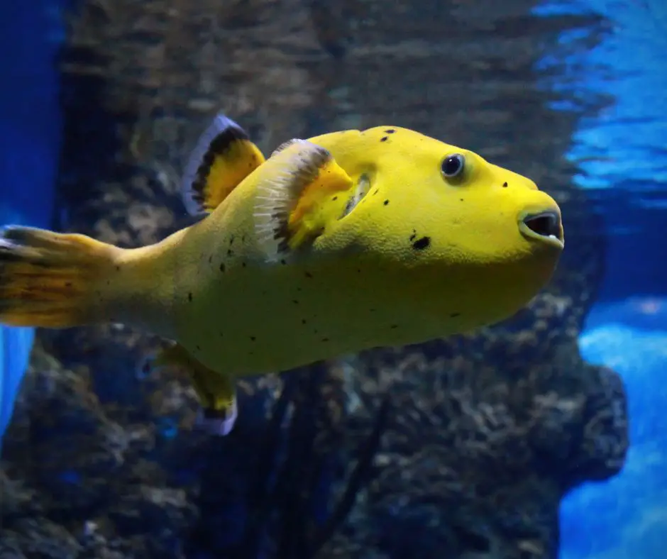 A puffer fish is swimming near the surface of the tank.
