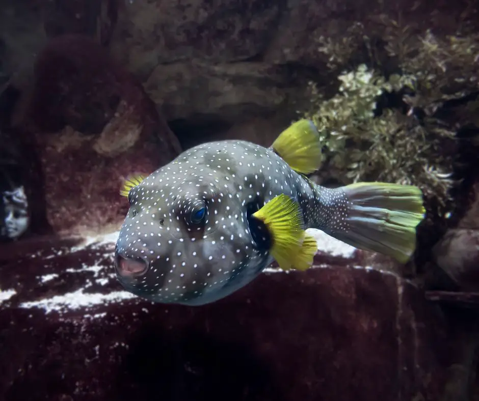 A puffer fish is swimming