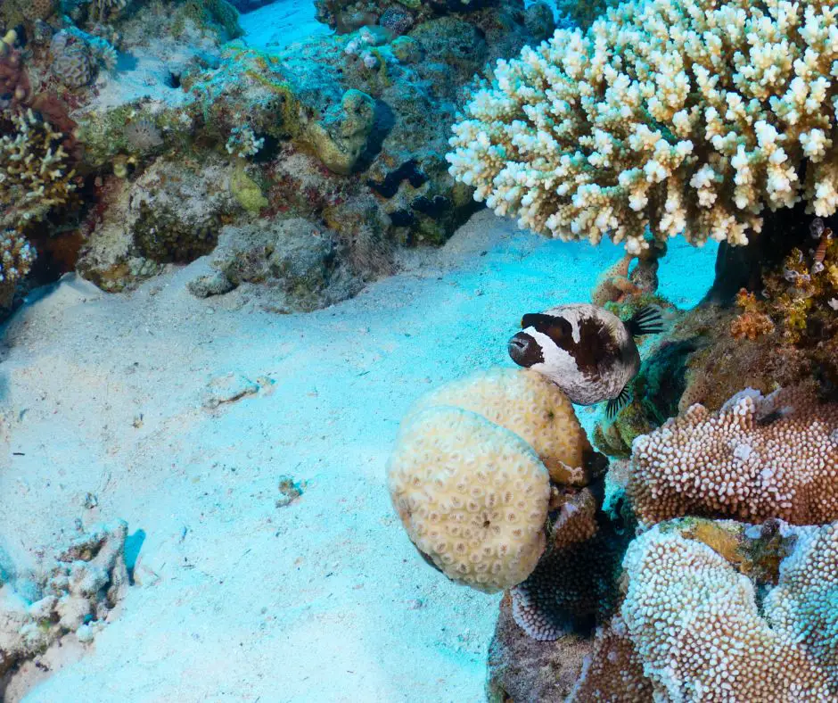A puffer fish lives in the reef coral