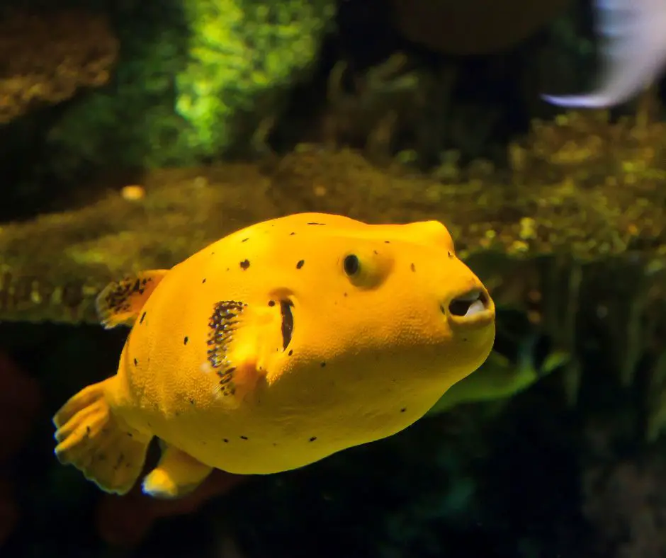 A yellow puffer fish is swimming