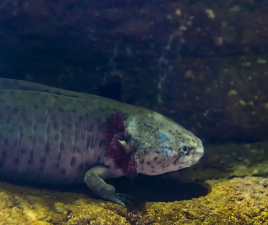 Axolotl in the wild