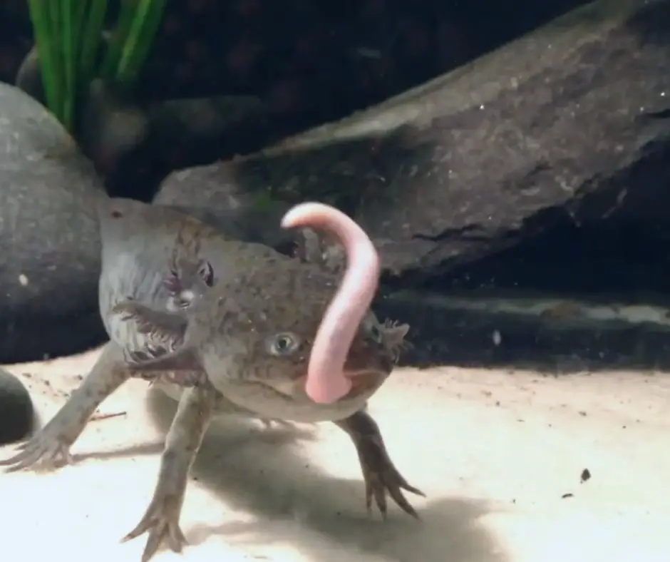 Axolotl is eatting worm