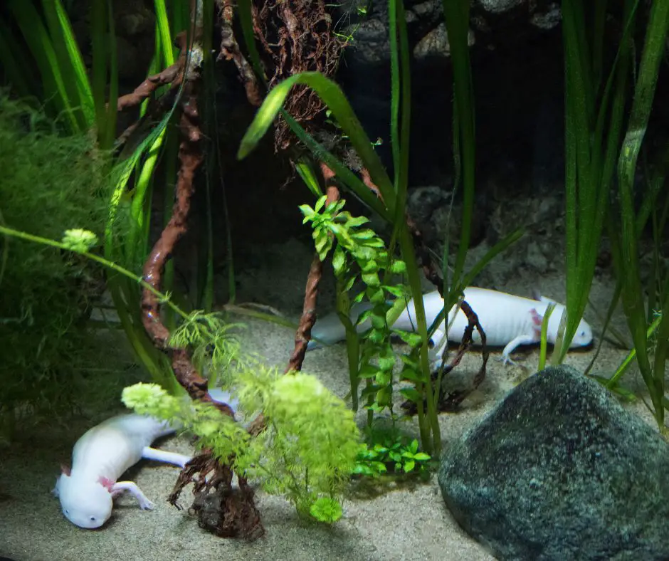 Axolotl is living in a tank with many aquatic plants.