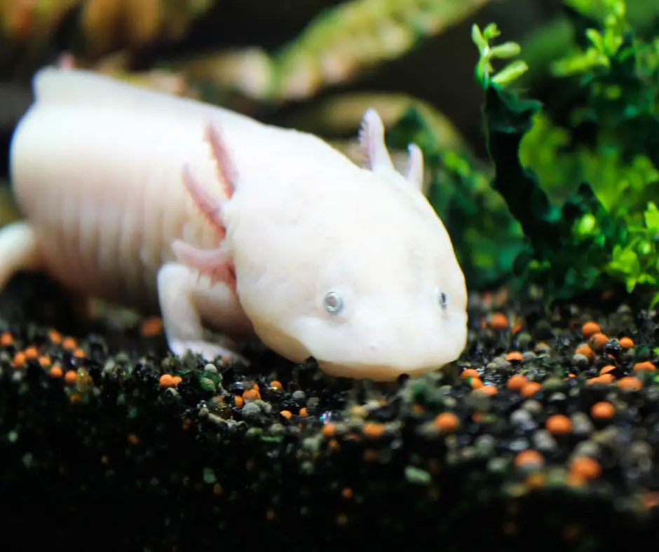 Axolotl is lying in the substrate of tank 