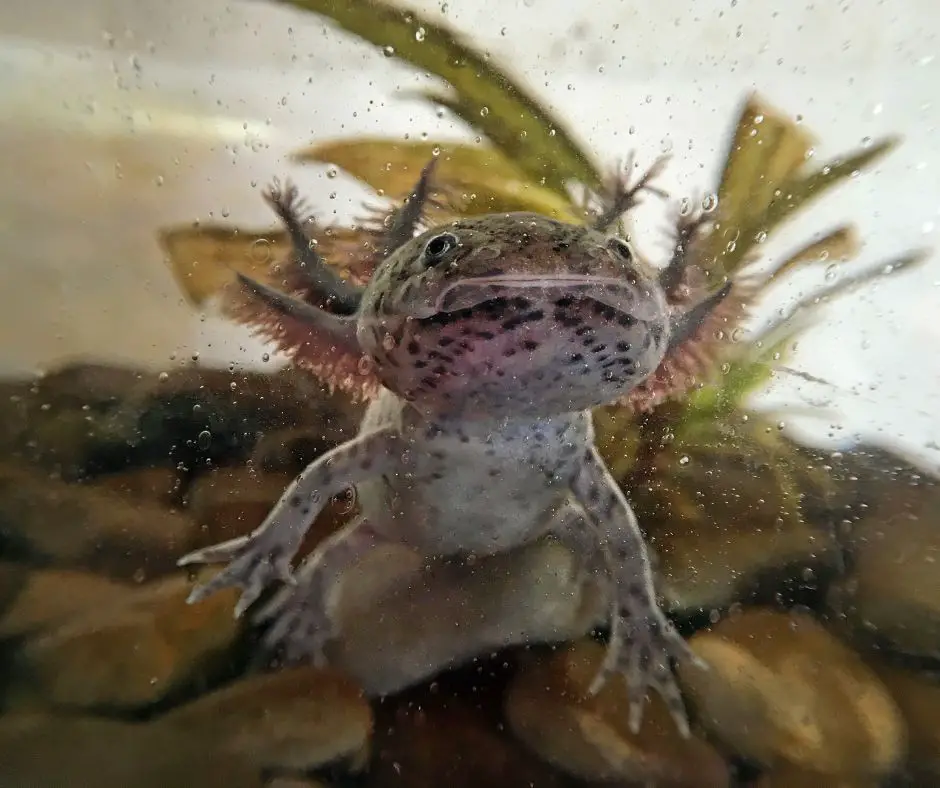 Axolotl is swimming in a tank full of oxygen