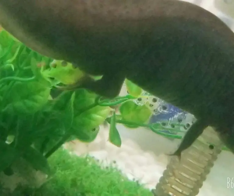 How To Remove Axolotl Eggs From Tank