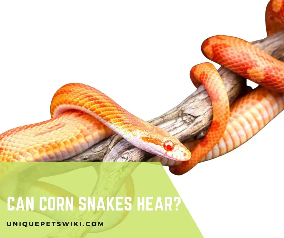 Can Corn Snakes Hear