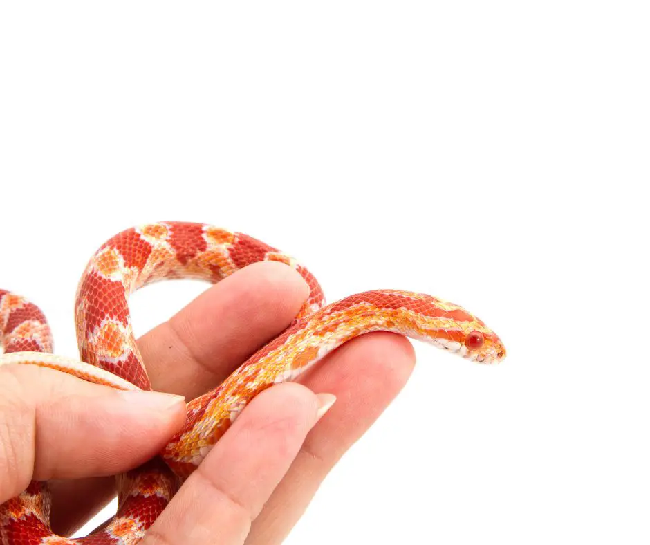 Confidently use your hand to handle the corn snake.
