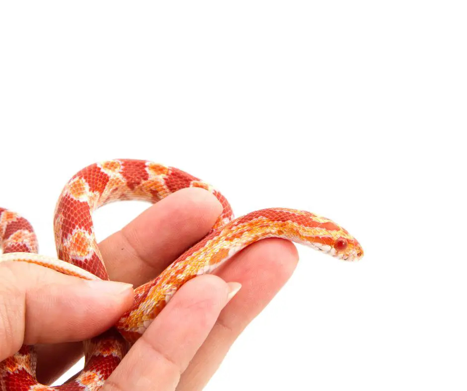 How to Tame a Baby Corn Snake