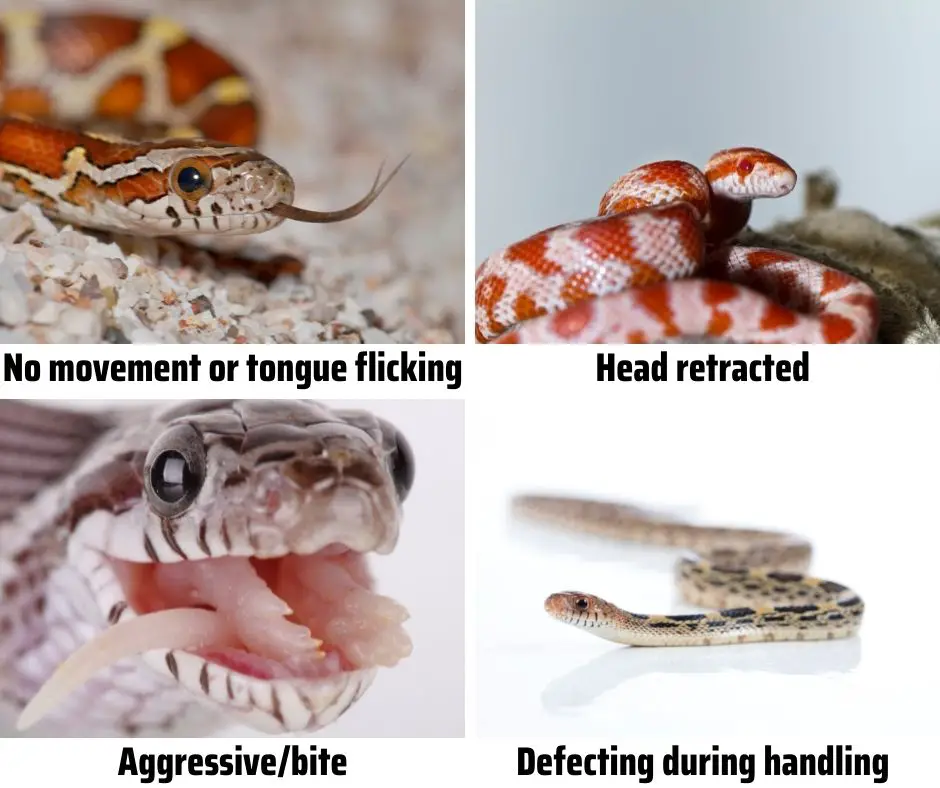 Corn Snake Body Language