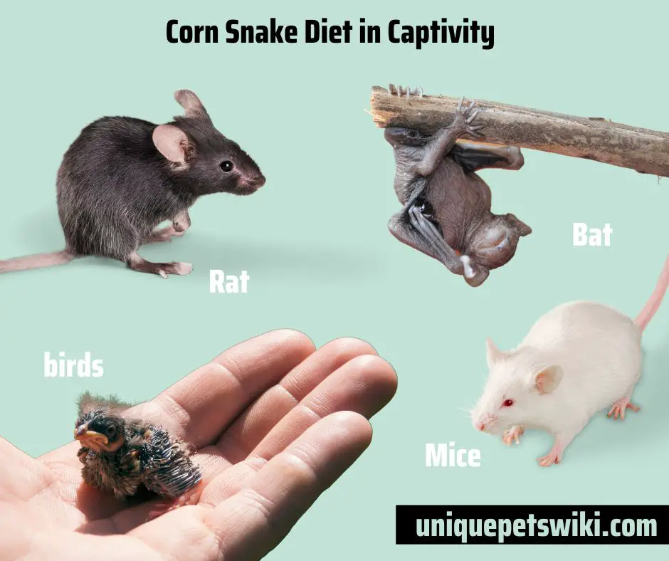 Corn Snake Diet in Captivity