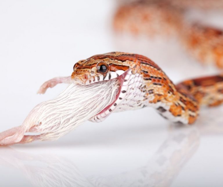 How to Tame a Baby Corn Snake
