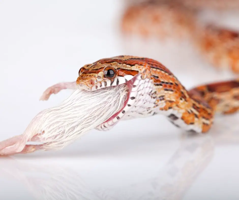 Corn snake is enjoying his meal with the little mouse