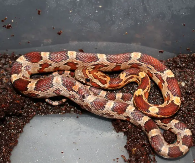 Do Corn Snakes Need Humidity Boxes?