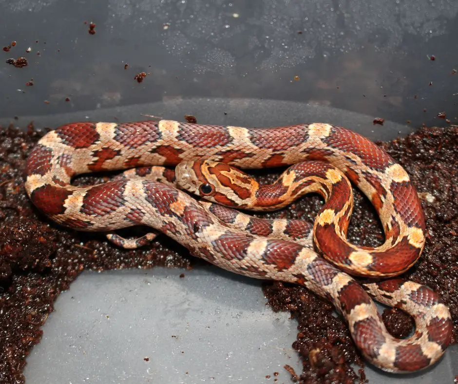 Corn snake is living in high humidity cage
