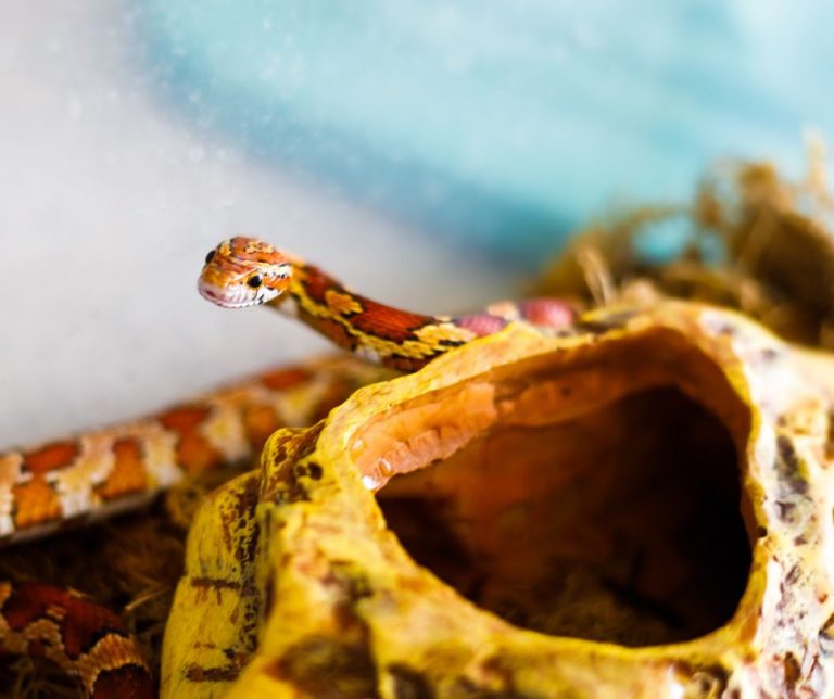 Do Corn Snakes Need Humidity Boxes?