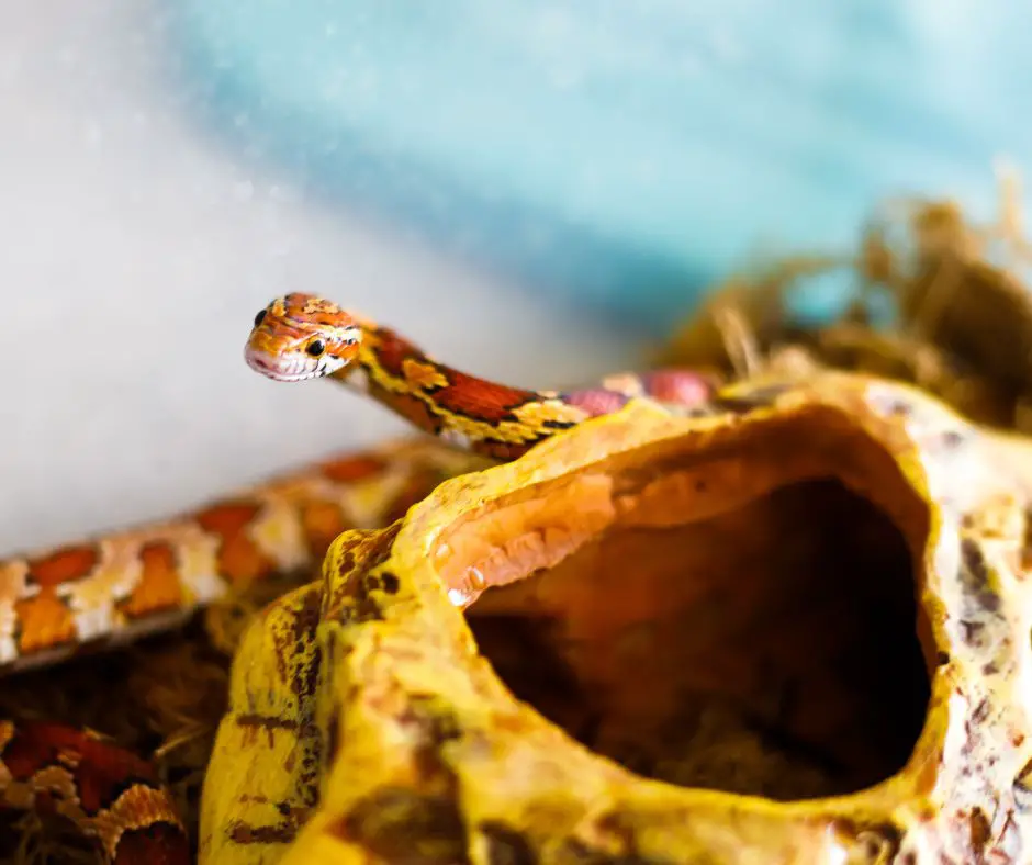 Corn snake with Humidity boxes