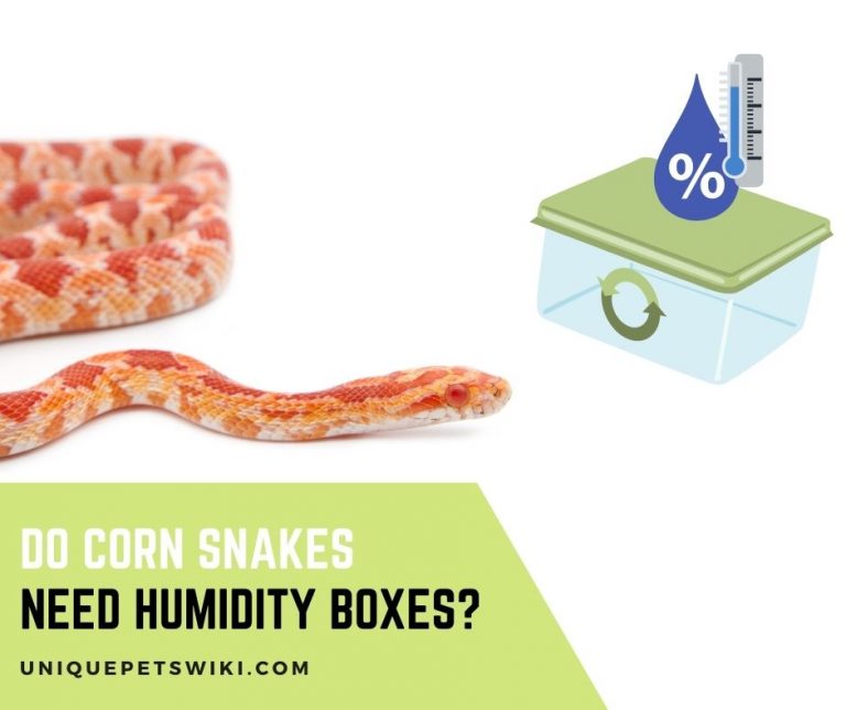 Do Corn Snakes Need Humidity Boxes?