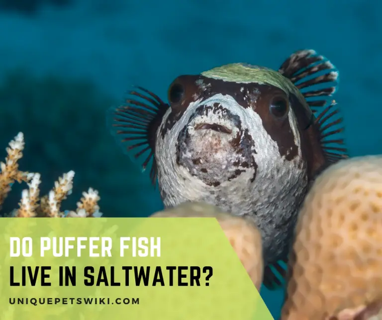 Do Puffer Fish Live In Saltwater?