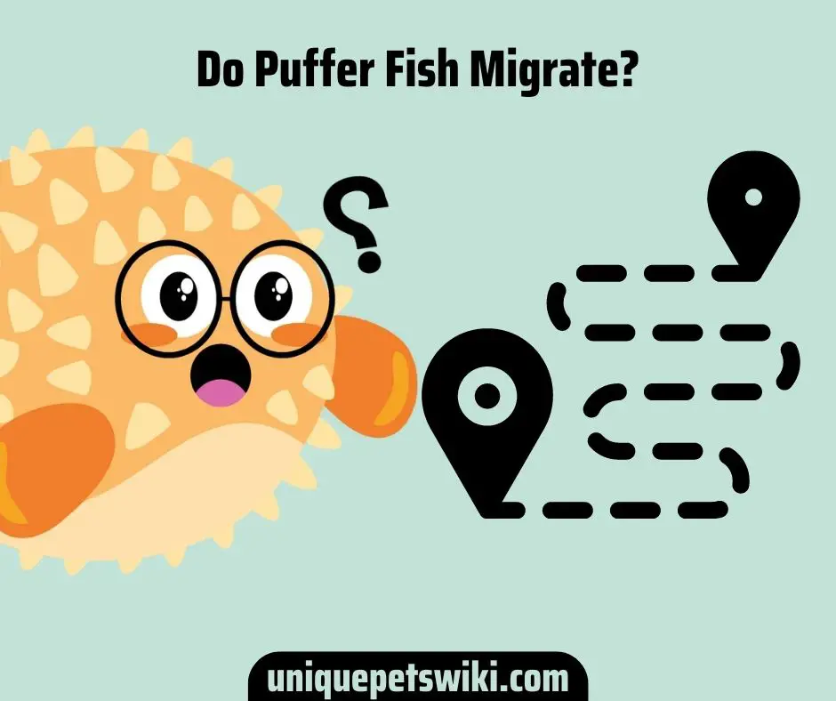 Do Puffer Fish Migrate