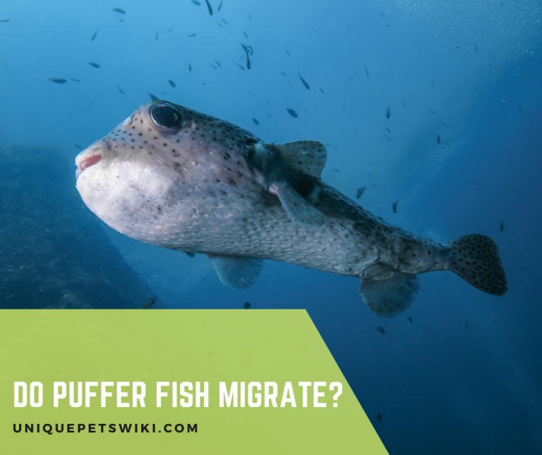 Do Puffer Fish Migrate?