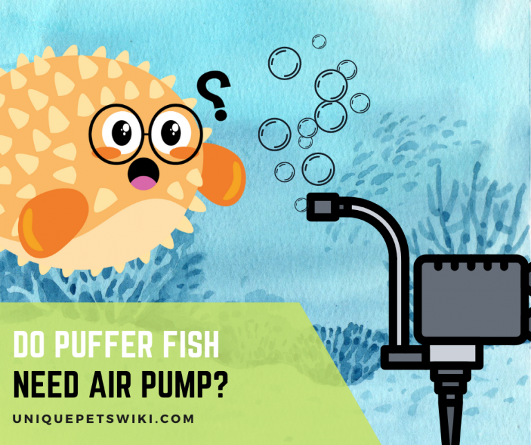 Do Puffer Fish Need Air Pump?