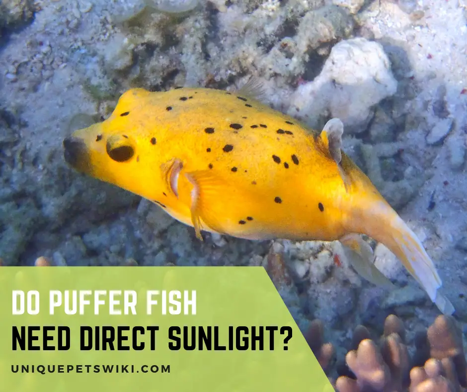 Do Puffer Fish Need Direct Sunlight