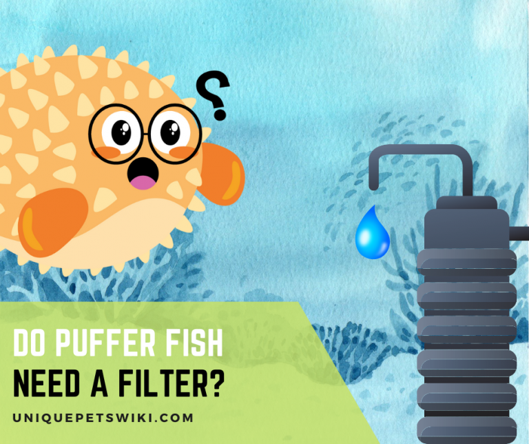Do Puffer Fish Need a Filter?