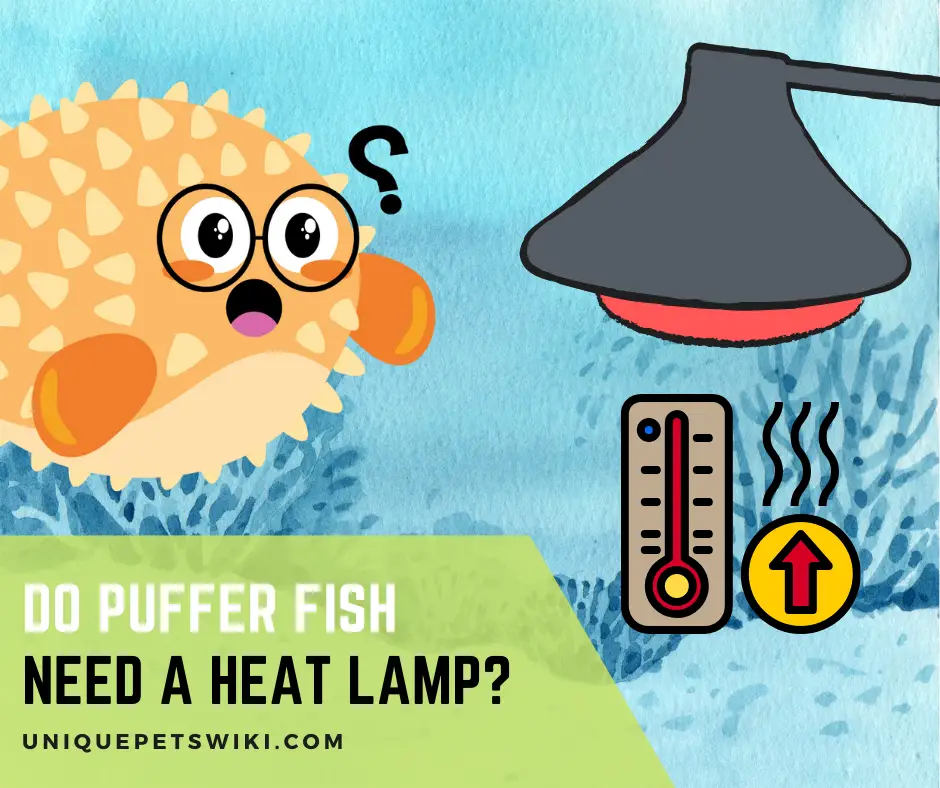 Do Puffer Fish Need a Heater