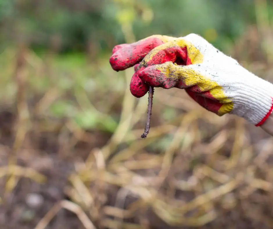 Garden Worms