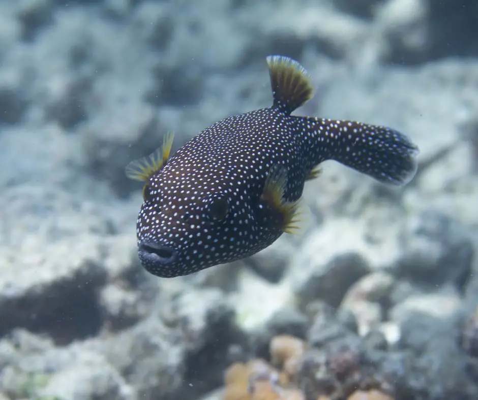 Guineafowl Puffer (Arothron meleagris)