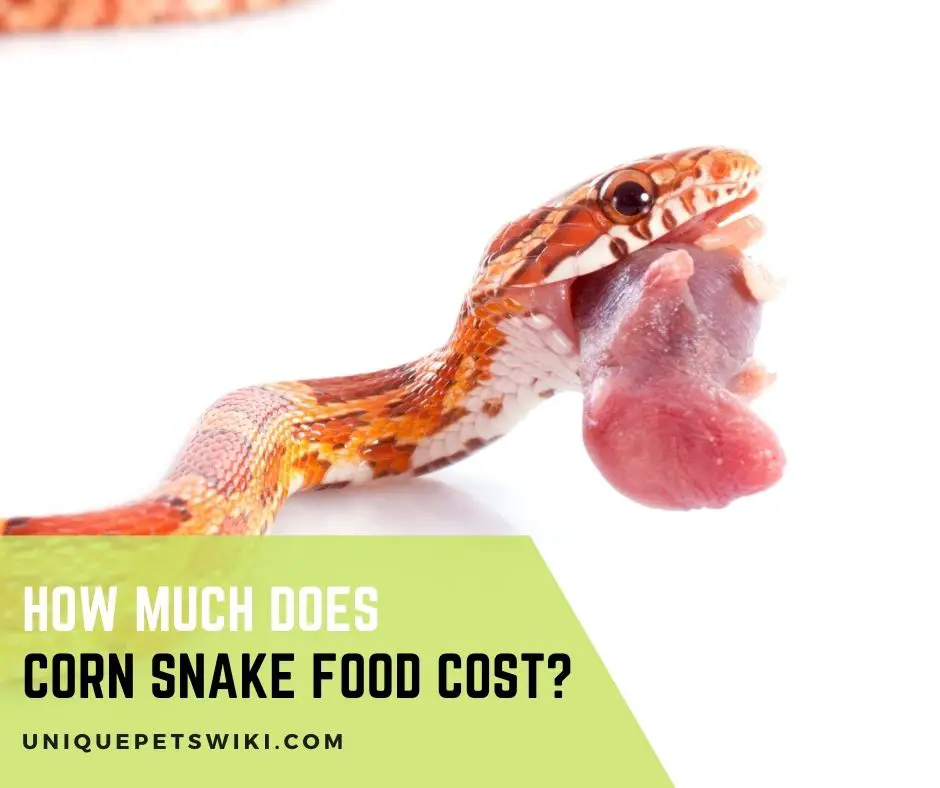 How Much Does Corn Snake Food Cost