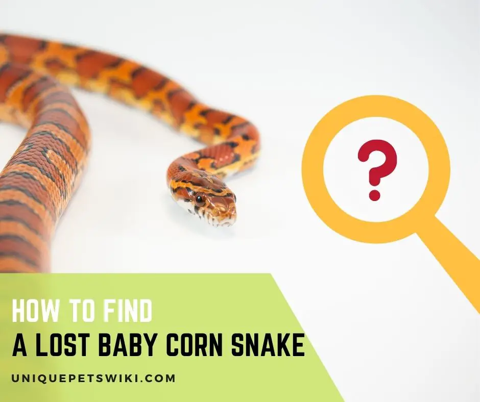 How To Find a Lost Baby Corn Snake