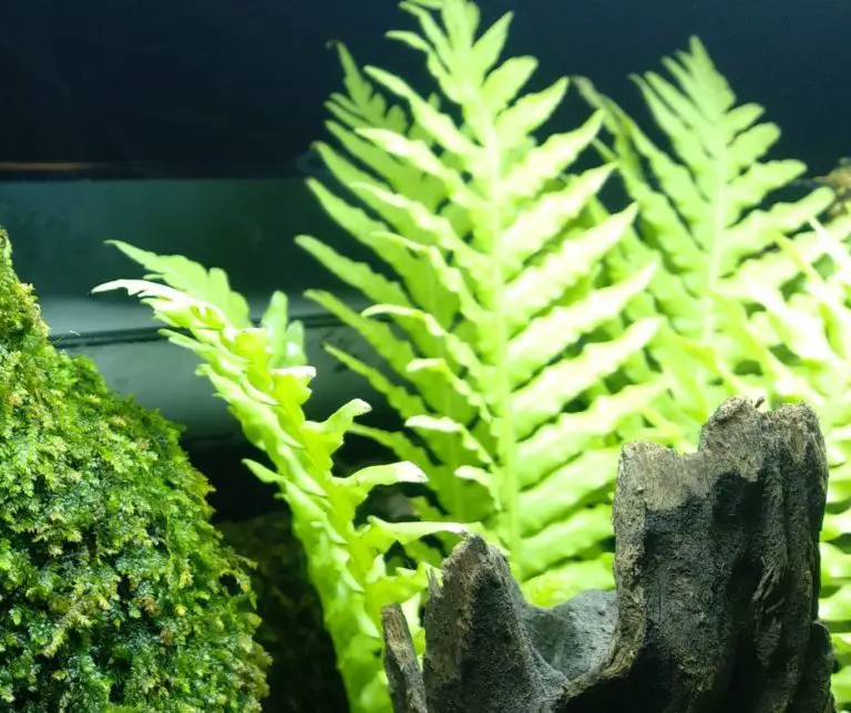 20 Best Plants for Axolotl