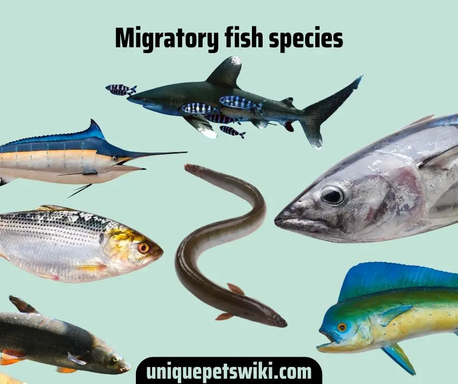 Migratory fish species