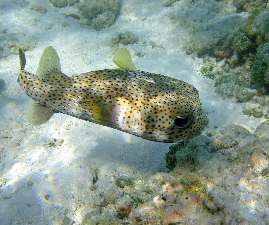 Porcupine Puffer is swimming