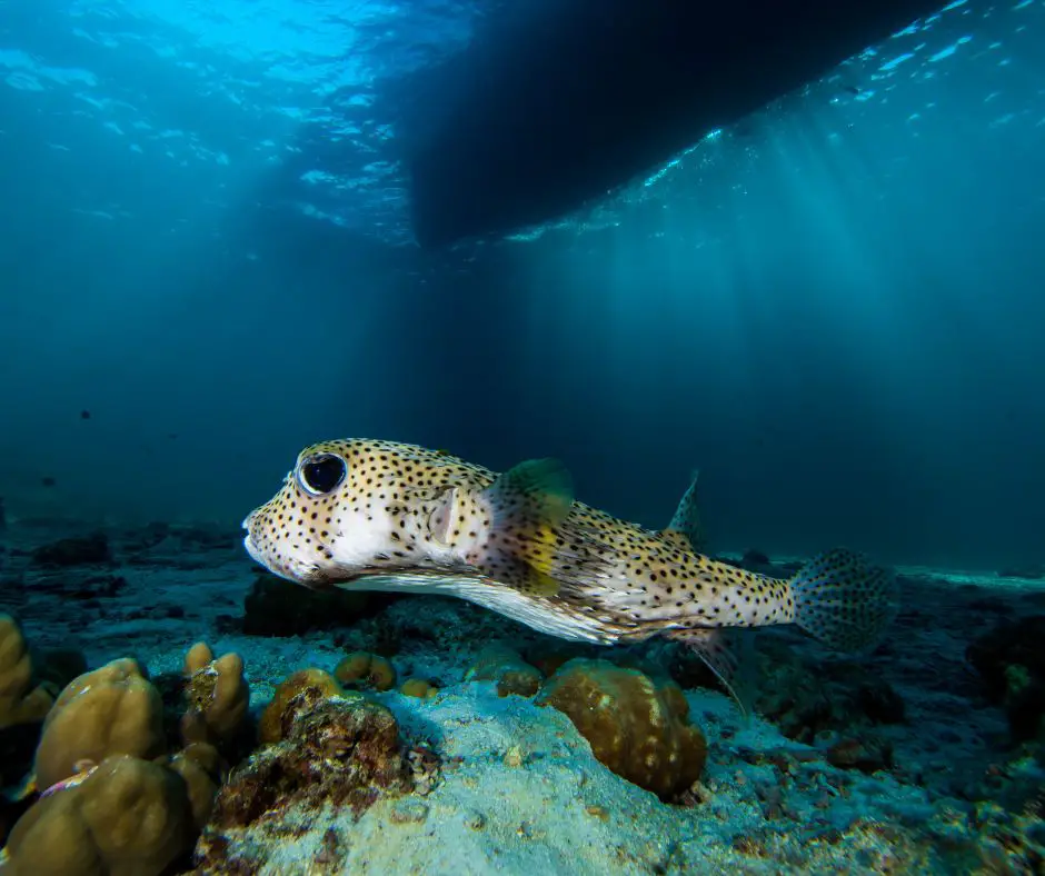 Porcupine Puffer