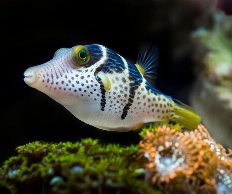 Do Puffer Fish Live In Saltwater?